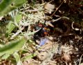 Latrodectus tredecimguttatus